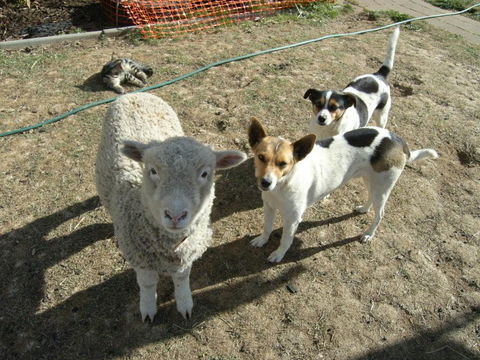 Alpine Country Motel - Tourism Brisbane 2