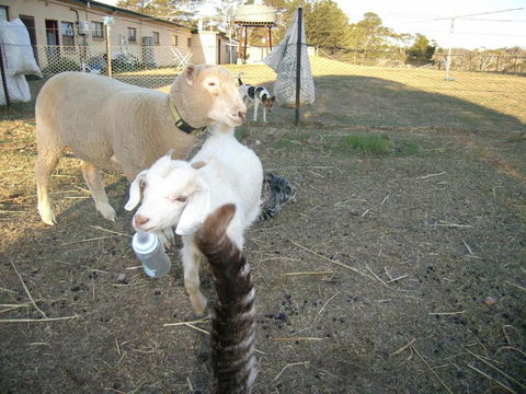 Alpine Country Motel - Tourism Brisbane 5