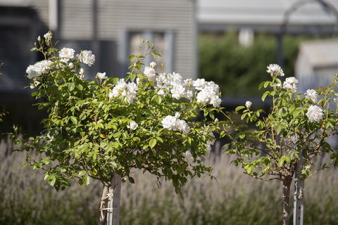 The Nest At Gundaroo - Brisbane Tourism 4