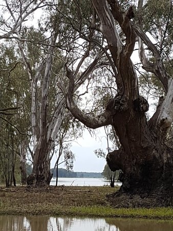 Barmah VIC Tourism Brisbane