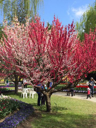 Ngunnawal ACT Tourism Brisbane