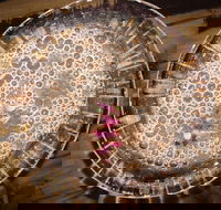 Moya's Juniper Lounge - Tourism Brisbane