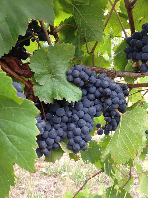 Marcus Hill Vineyard - Tourism Brisbane 0