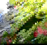 Springwood Farm Berries - Brisbane 4u
