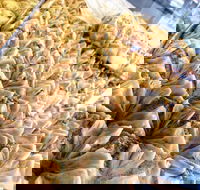 Hawat Pastry - Brisbane Tourism