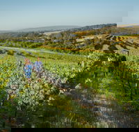 Wills Domain - Tourism Brisbane