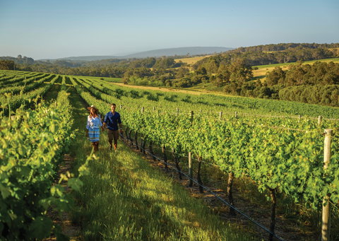 Wills Domain - Tourism Brisbane 0