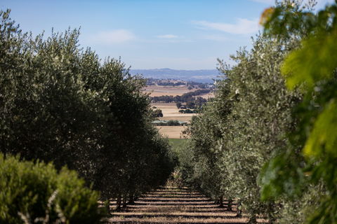 Wollundry Grove Olives - Tourism Brisbane 0