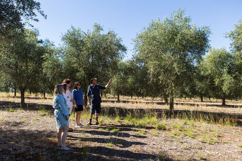 Wollundry Grove Olives - Tourism Brisbane 1