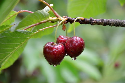 Red Hill Cherry Farm - Tourism Brisbane 0