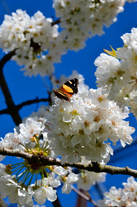 Red Hill Cherry Farm - Tourism Brisbane 2