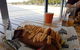 Longboard Bar And Grill - thumb 0