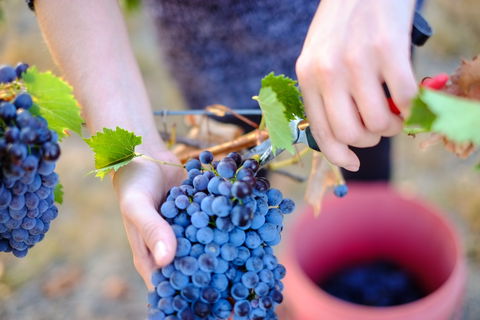 Red Feet Wines - Brisbane Tourism 1