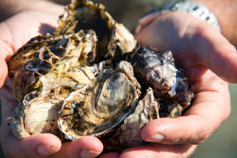 Freycinet Marine Farm - Tourism Brisbane 2