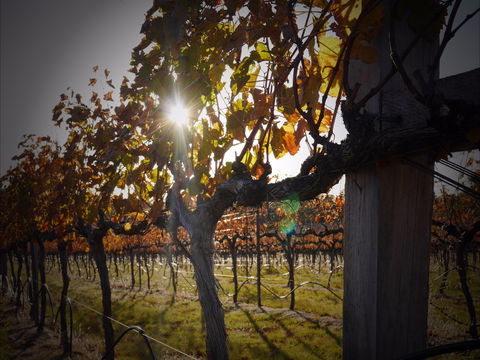 Pyramids Road Wines - Tourism Brisbane 0