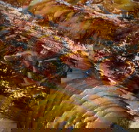 Queens Pastri House - Tourism Brisbane