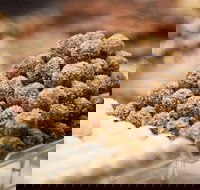 Mayfield Chocolates - Spring Hill - Tourism Brisbane