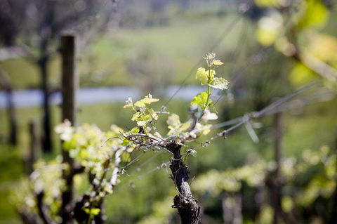Barrgowan Vineyard - Tourism Brisbane 0