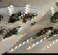 Cudgen Surf Club Bar  Bistro - Brisbane Tourism