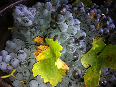 Faisan Estate Wines - Tourism Brisbane 0