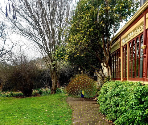 Glen Derwent Tea Rooms - Brisbane Tourism 0