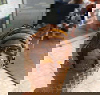 Zanette's Gelato - Tourism Brisbane