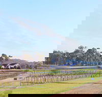 Blacklea Vineyard and Olive Grove - Brisbane Tourism
