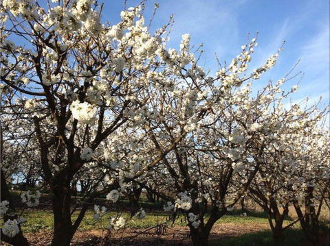 Allambie Orchard And Cafe - Tourism Brisbane 0