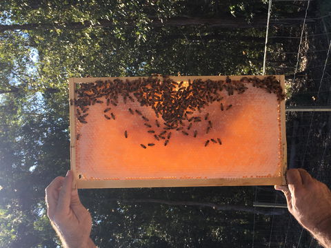 Clayridge Honey - Tourism Brisbane 0