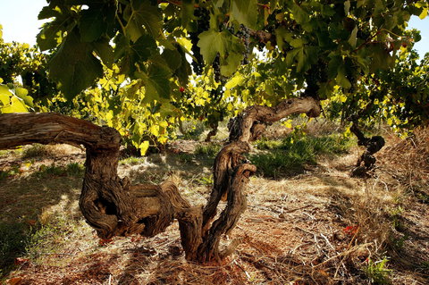 Baileys Of Glenrowan - Brisbane Tourism 1