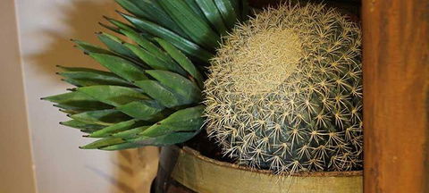 Cactus Jack's Bar & Grill - Tourism Brisbane 2