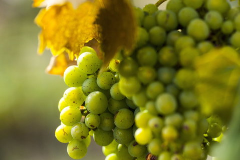 Affleck Vineyard - Tourism Brisbane 0
