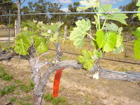 Banca Ridge Cellar Door And Vineyard - Tourism Brisbane 1
