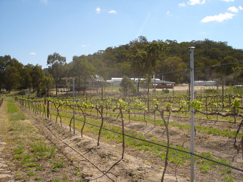 Banca Ridge Cellar Door And Vineyard - Tourism Brisbane 2