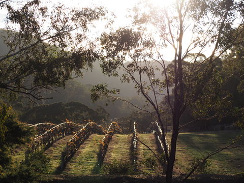 Mountainside Wines - Tourism Brisbane 1