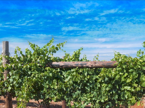 Rowsley Fault Vineyards - Tourism Brisbane 0
