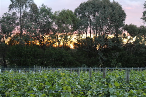 Haldon Estate Wines - Brisbane Tourism 2