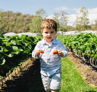 Hillwood Berries Farmgate  Pick Your Own - Brisbane Tourism