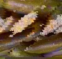 Sandy Creek Olives and Finger Limes - Brisbane Tourism