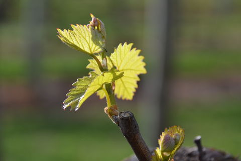 Serengale Vineyard - Brisbane Tourism 0