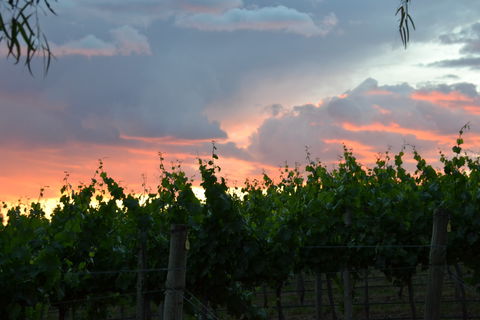 Serengale Vineyard - Brisbane Tourism 1