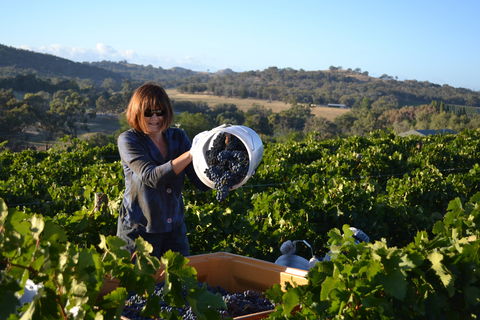Serengale Vineyard - Brisbane Tourism 2