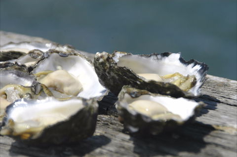 Jim Wild's Oyster Service - Tourism Brisbane 0