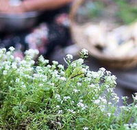 Pascoe Vale RSL - Brisbane Tourism