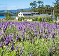 Port Arthur Lavender - Tourism Brisbane