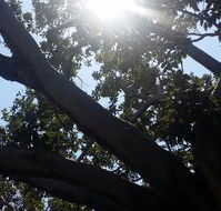 The Season Tree - Brisbane Tourism