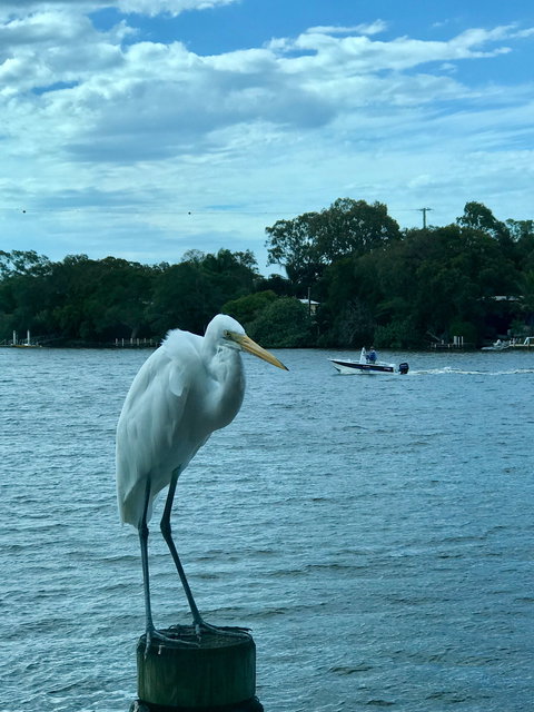 River Deck Restaurant - Tourism Brisbane 2
