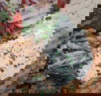 Ena Greek Street Food