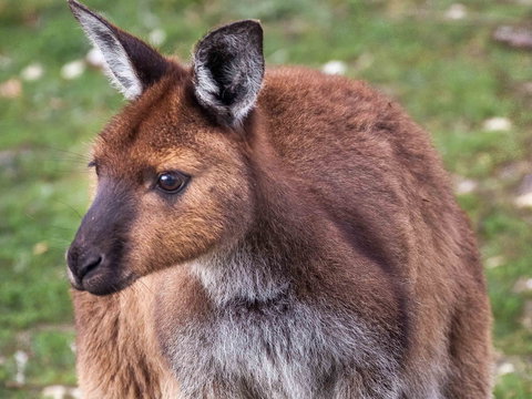 Mercure Kangaroo Island Lodge - Brisbane Tourism 15