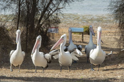 Mercure Kangaroo Island Lodge - Brisbane Tourism 15